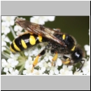 Crabro cribarius - Grabwespe w001a 14mm - OS-Wallenhorst-Tongrube-det.jpg